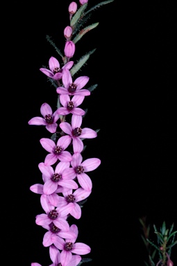 APII jpeg image of Tetratheca gunnii  © contact APII