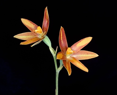 APII jpeg image of Thelymitra dedmaniarum  © contact APII