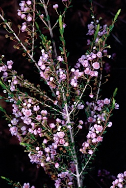 APII jpeg image of Thryptomene saxicola 'F.C. Payne'  © contact APII