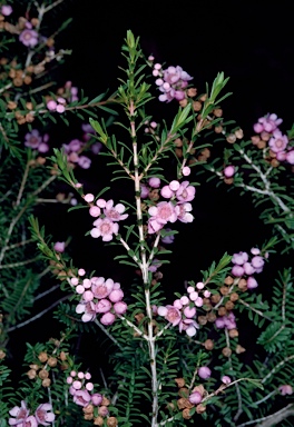 APII jpeg image of Thryptomene saxicola 'Pink Lace'  © contact APII