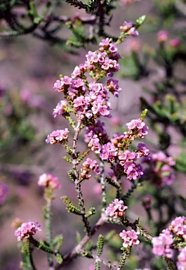 APII jpeg image of Thryptomene strongylophylla  © contact APII