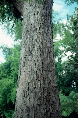 APII jpeg image of Toona ciliata  © contact APII