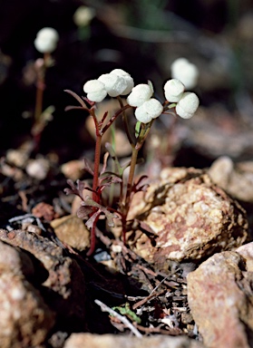 APII jpeg image of Trachymene ornata  © contact APII