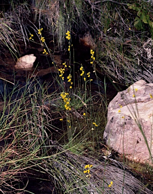 APII jpeg image of Utricularia odorata  © contact APII