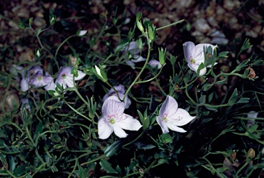 APII jpeg image of Veronica gracilis  © contact APII