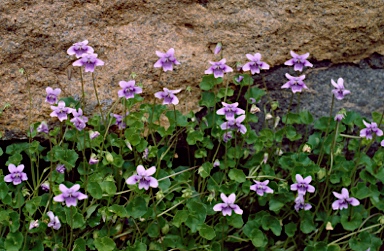 APII jpeg image of Viola hederacea  © contact APII