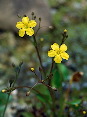 APII jpeg image of Ornduffia umbricola var. beaugleholei  © contact APII