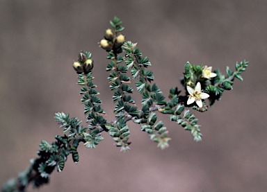 APII jpeg image of Wilsonia humilis  © contact APII