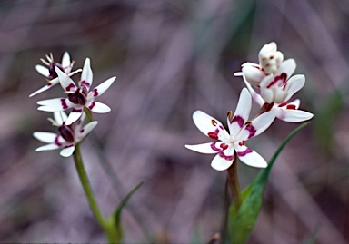 APII jpeg image of Wurmbea dioica subsp. dioica  © contact APII