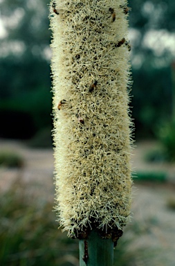 APII jpeg image of Xanthorrhoea glauca subsp. glauca  © contact APII