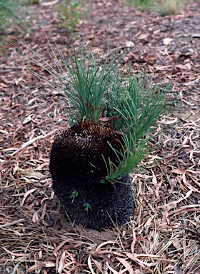 APII jpeg image of Xanthorrhoea glauca  © contact APII