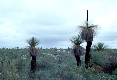 APII jpeg image of Xanthorrhoea preissii  © contact APII