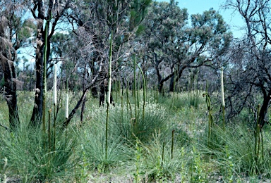 APII jpeg image of Xanthorrhoea preissii  © contact APII