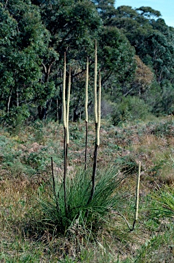 APII jpeg image of Xanthorrhoea resinosa  © contact APII