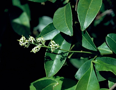 APII jpeg image of Zanthoxylum ovalifolium  © contact APII