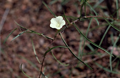 APII jpeg image of Xenostegia tridentata  © contact APII