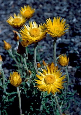 APII jpeg image of Xerochrysum subundulatum  © contact APII