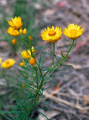 APII jpeg image of Xerochrysum viscosum  © contact APII