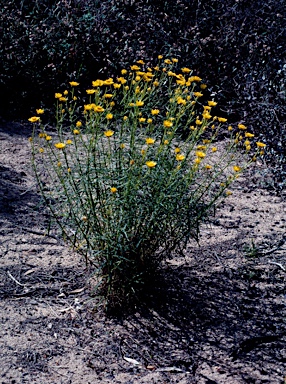 APII jpeg image of Xerochrysum viscosum  © contact APII