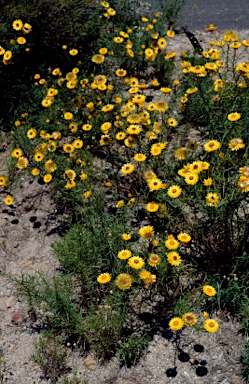 APII jpeg image of Xerochrysum viscosum  © contact APII