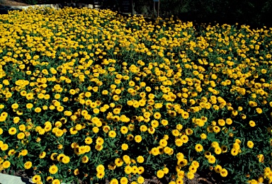 APII jpeg image of Xerochrysum bracteatum 'Princess of Wales'  © contact APII