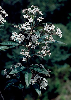 APII jpeg image of Zieria arborescens subsp. arborescens  © contact APII