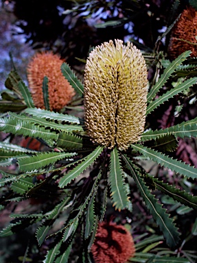 APII jpeg image of Banksia aemula  © contact APII