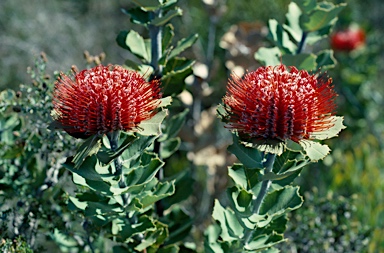 APII jpeg image of Banksia coccinea  © contact APII