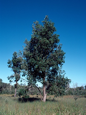 APII jpeg image of Banksia integrifolia  © contact APII