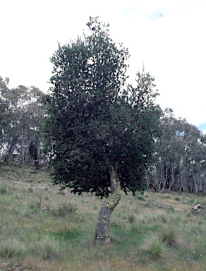 APII jpeg image of Banksia marginata  © contact APII