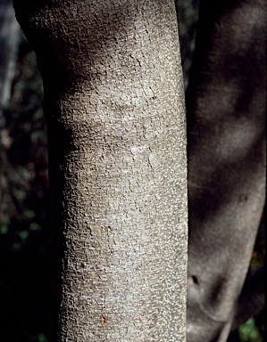 APII jpeg image of Banksia marginata  © contact APII