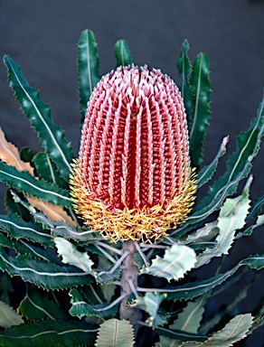 APII jpeg image of Banksia menziesii  © contact APII