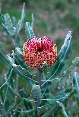 APII jpeg image of Banksia menziesii  © contact APII