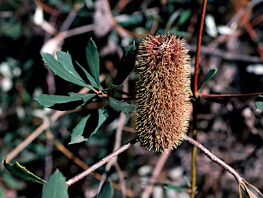 APII jpeg image of Banksia paludosa  © contact APII