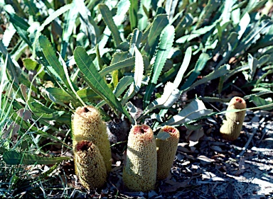 APII jpeg image of Banksia petiolaris  © contact APII