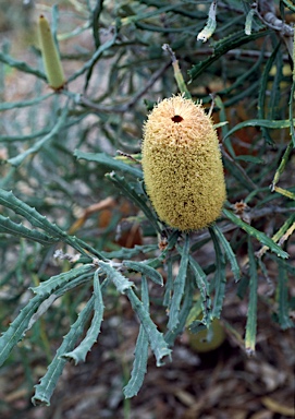 APII jpeg image of Banksia pilostylis  © contact APII