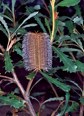 APII jpeg image of Banksia quercifolia  © contact APII