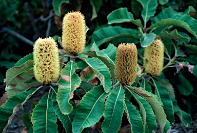 APII jpeg image of Banksia robur  © contact APII