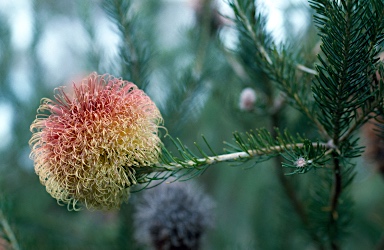 APII jpeg image of Banksia scabrella  © contact APII