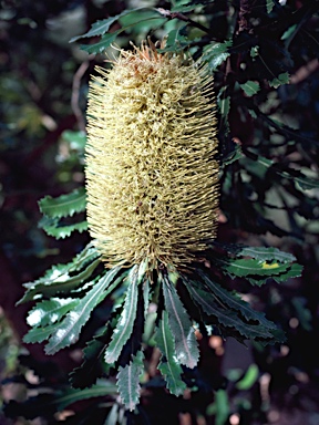 APII jpeg image of Banksia serrata  © contact APII