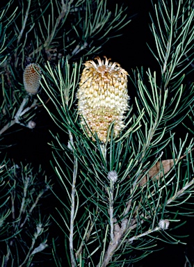 APII jpeg image of Banksia telmatiaea  © contact APII