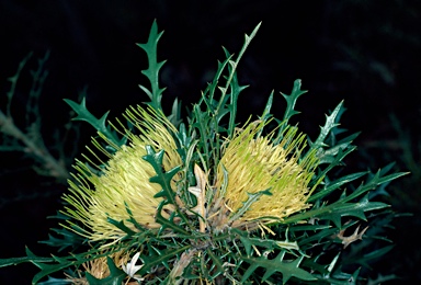 APII jpeg image of Banksia cirsioides  © contact APII