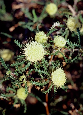 APII jpeg image of Banksia kippistiana  © contact APII