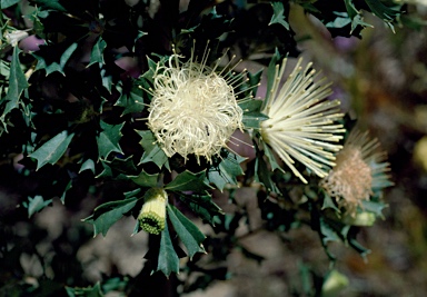 APII jpeg image of Banksia sessilis var. cygnorum  © contact APII