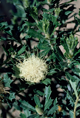 APII jpeg image of Banksia sessilis var. cygnorum  © contact APII