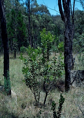 APII jpeg image of Persoonia cornifolia  © contact APII