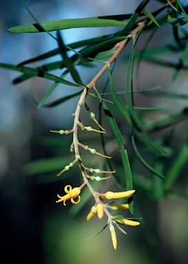 APII jpeg image of Persoonia linearis  © contact APII