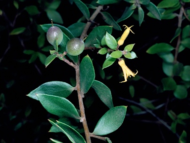 APII jpeg image of Persoonia myrtilloides subsp. cunninghamii  © contact APII