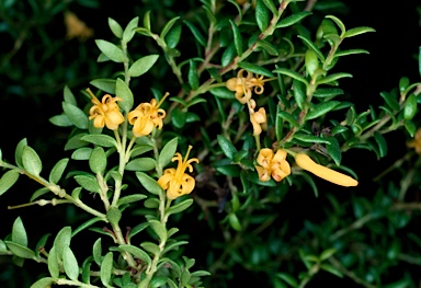 APII jpeg image of Persoonia oxycoccoides  © contact APII