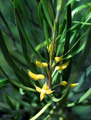 APII jpeg image of Persoonia stricta  © contact APII